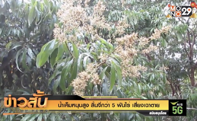 น้ำเค็มหนุนสูง ลิ้นจี่กว่า 5 พันไร่ เสี่ยงเฉาตาย