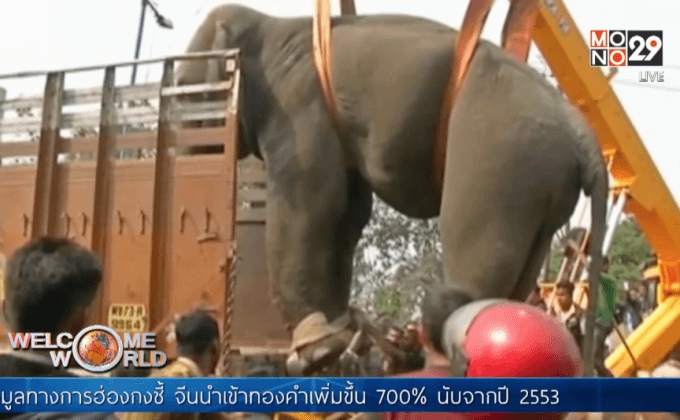 ช้างตกมันบุกอาละวาดในอินเดีย