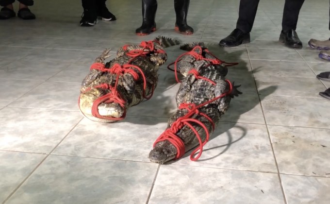 จับจระเข้ในคลองหวะ อ.หาดใหญ่ได้แล้ว