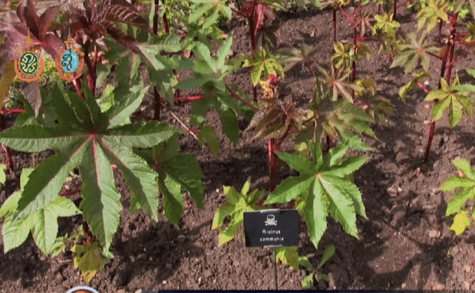 สวนต้นไม้มีพิษในอังกฤษ