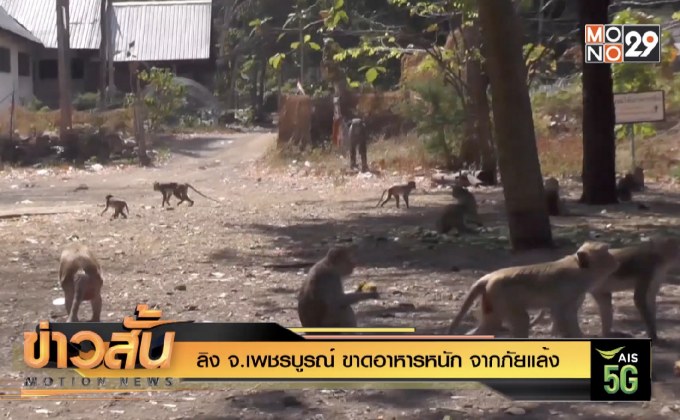 ลิง จ.เพชรบูรณ์ ขาดอาหารหนัก จากภัยแล้ง