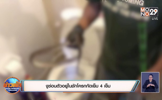 งูซ่อนตัวอยู่ในชักโครกกัดเย็บ 4 เข็ม
