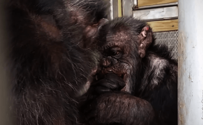 องค์กรพิทักษ์สัตว์เรียกร้องซีรีส์ Zoo หยุดใช้สัตว์เข้าฉากจริง