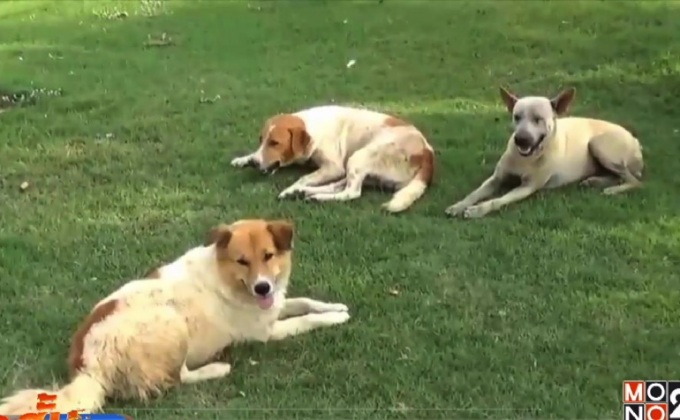 ชาวบ้านร้องคนงานจับสุนัขกินที่ จ.ชลบุรี