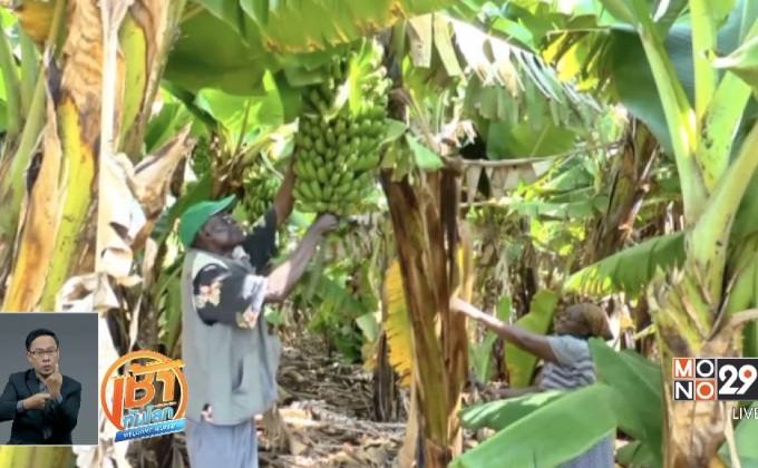 เกษตรกรอินเดียสร้างสรรค์ผลิตภัณฑ์จากต้นกล้วยเหลือใช้