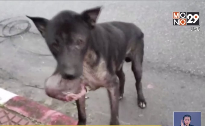 วอนผู้ใจบุญช่วยเหลือ สุนัขป่วยเนื้องอกสุดเวทนา