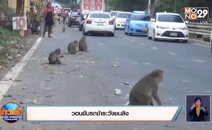 วอนขับรถช้าระวังชนลิง