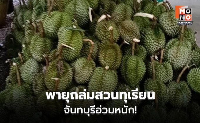 พาณิชย์เร่งช่วยสวนทุเรียนจันทบุรี หลังพายุทำเสียหายหนัก