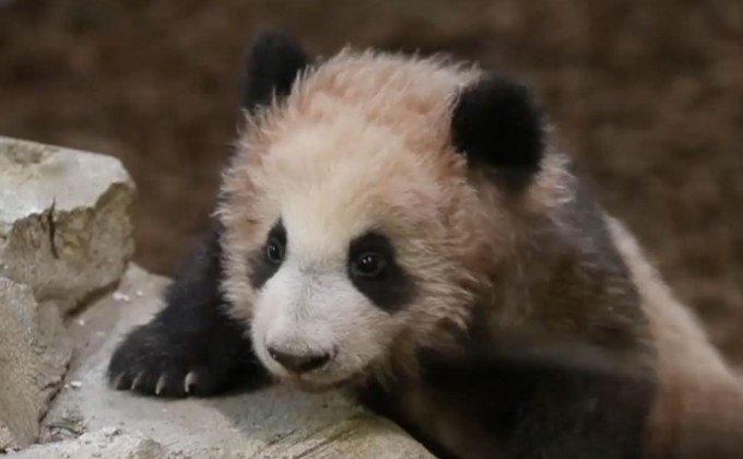 ​ฝรั่งเศสเปิดตัวลูกแพนด้าเกิดในสวนสัตว์ครั้งแรก