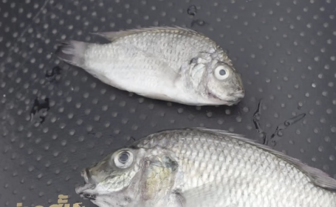 ปลาหมอสีคางดำระบาดชายฝั่งชุมพร