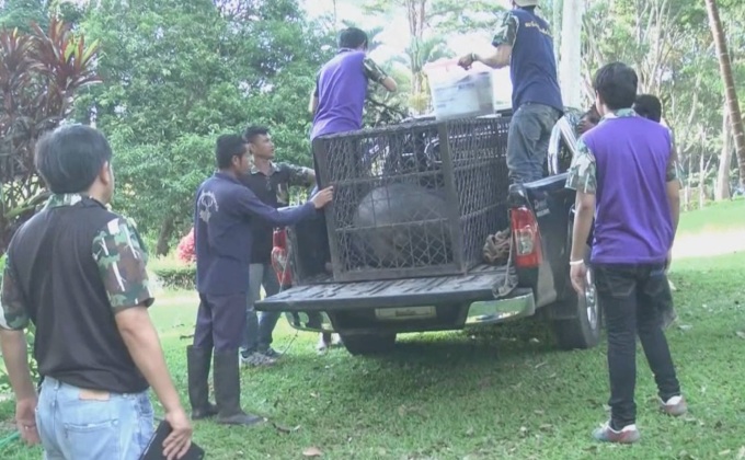 ย้ายหมีควายทำร้ายคนให้ศูนย์เพาะเลี้ยงเขาค้อดูแล