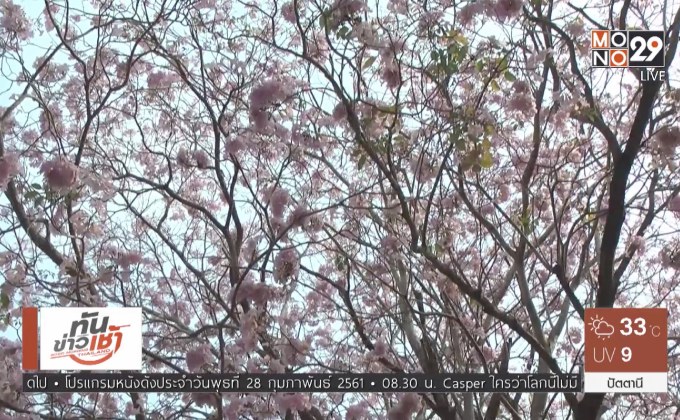 ชมพูพันธุ์ทิพย์ บานสะพรั่งที่กำแพงแสน