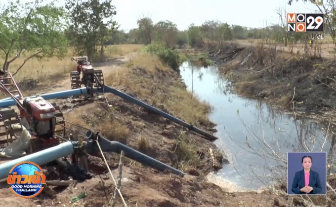 ภัยแล้ง กระทบมันสำปะหลัง-นาข้าวยืนต้นตาย