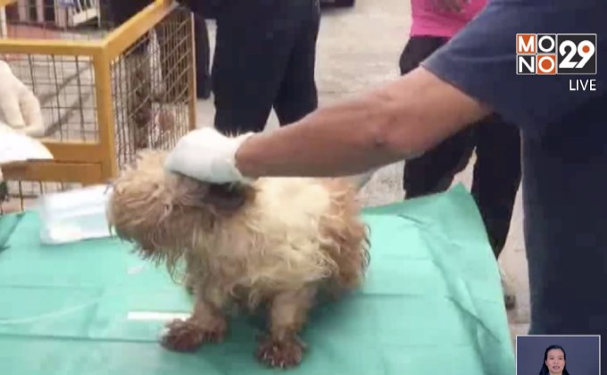 เจ้าของบ้านประสบอุบัติเหตุปล่อยสุนัขตายเกือบหมดบ้าน