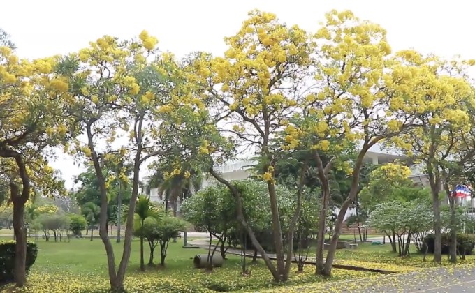 “ดอกเหลืองปรีดียาธร” บานสะพรั่งรับหน้าร้อน