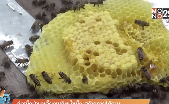 ล่อผึ้งป่ามาเลี้ยงผลิตน้ำผึ้ง สร้างรายได้งาม