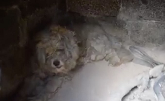 สุนัขแสนรู้รอดชีวิตจากไฟป่ากรีซ