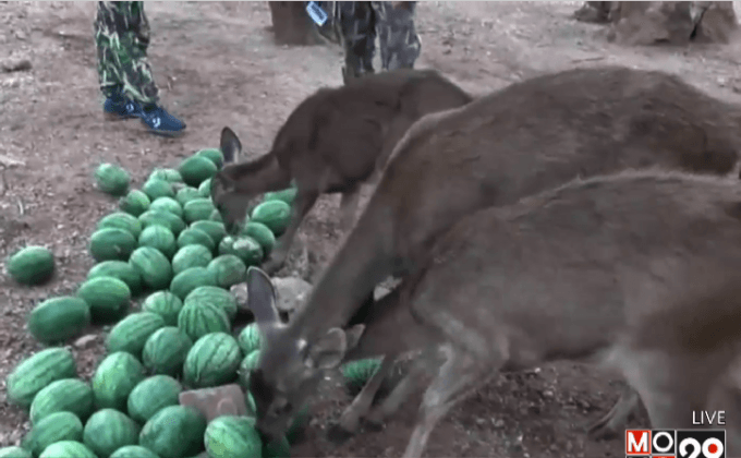 เร่งช่วยเหลือสัตว์วัดป่าหลวงตาบัว