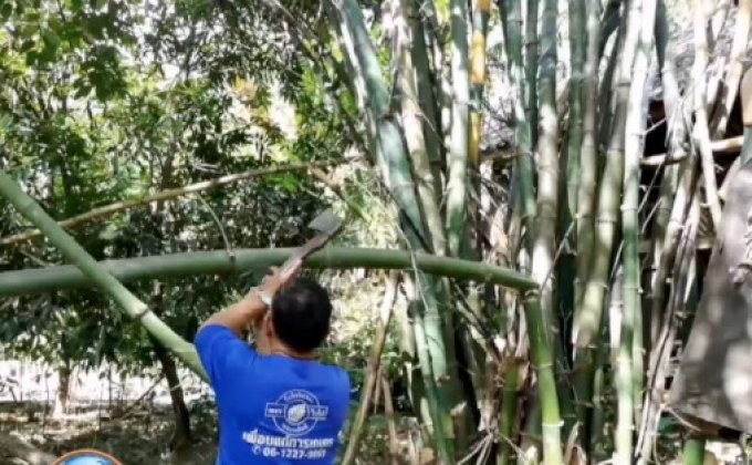 เกษตรปลูกไผ่สร้างรายได้ สู้ภัยแล้ง