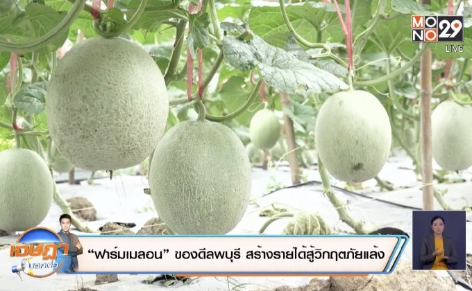 “ฟาร์มเมลอน” ของดีลพบุรี สร้างรายได้สู้วิกฤตภัยแล้ง