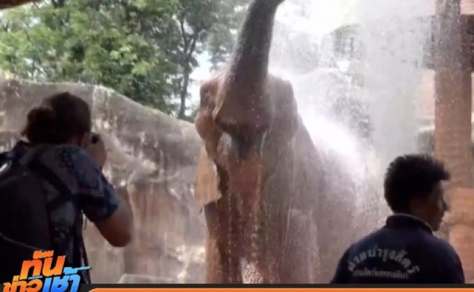 ฉีดน้ำดับร้อนช้างป่าแอฟริกา