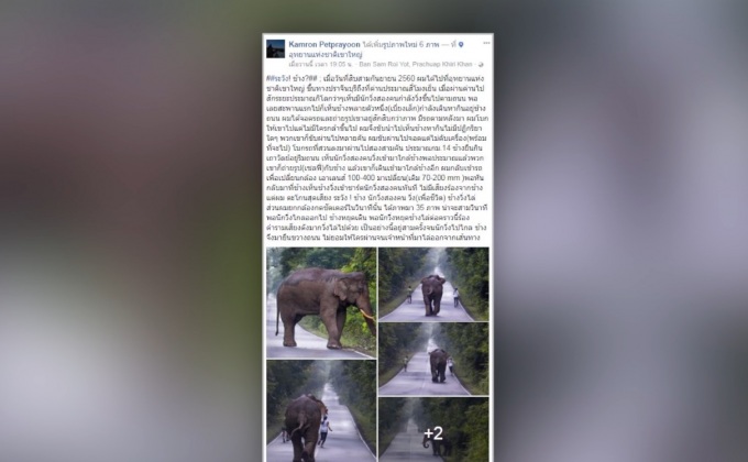 หน.อุทยานฯ เขาใหญ่ สั่งเอาผิด 2 นักวิ่ง เซลฟี่ช้างป่าจนถูกไล่