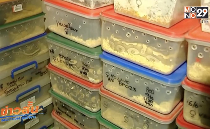 เจ้าหน้าที่อาร์เจนตินายึดงู 219 ตัว