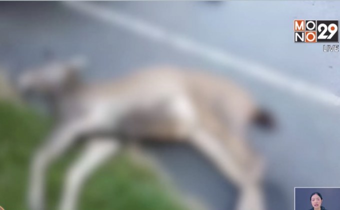 ชาวบ้านวอนคนใช้ถนนระวังกวางป่า หลังถูกชนดับ