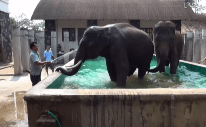 ช้างไนท์ซาฟารีทำร้าย นทท.บาดเจ็บ