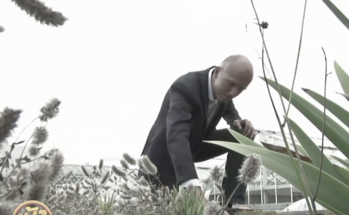 สวนบนหลังคาในเนเธอร์แลนด์