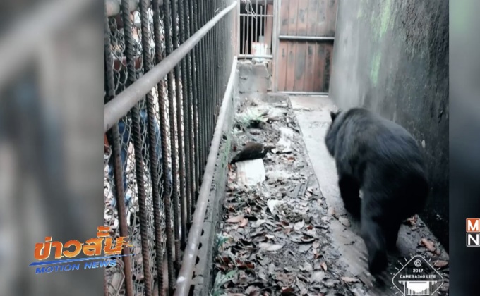 บุกจับชายลักลอบเลี้ยงหมีควาย จ.กระบี่