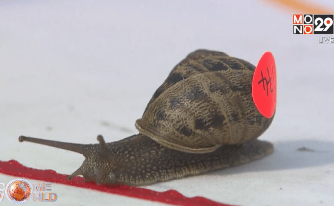 แข่งขันหอยทากชิงแชมป์โลกในอังกฤษ