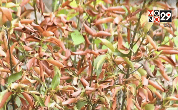 ภัยแล้งกระทบสวนมังคุดกว่า 35,000 ไร่