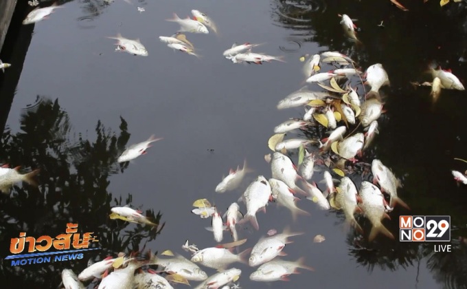 ปลาลอยตายจำนวนมาก จ.ราชบุรี