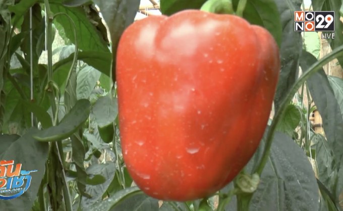 โครงการหลวงปังค่าส่งเสริมปลูกพริกหยวกหวานสร้างรายได้