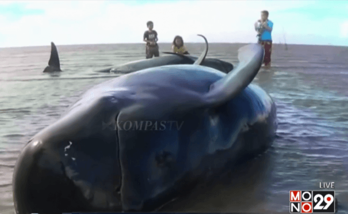 วาฬเกยตื้น 30 ตัวในป่าชายเลน อินโดฯ