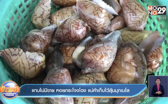 แทบไม่มีขาย หอยกระโจงโดง แม่ค้าเก็บไว้ลุ้นมุกเมโล
