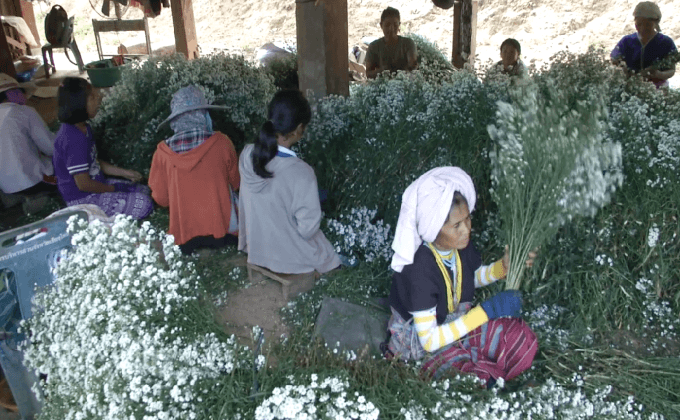โครงการหลวงแม่แฮ พัฒนาคุณภาพชีวิตชาวกะเหรี่ยง