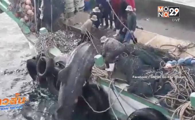 ไต้ก๋งเรือยืนยันไม่มีเจตนาจับฉลามวาฬ จ.ภูเก็ต