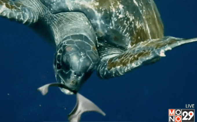 ผลิตกระป๋องเบียร์เพื่อสิ่งแวดล้อม