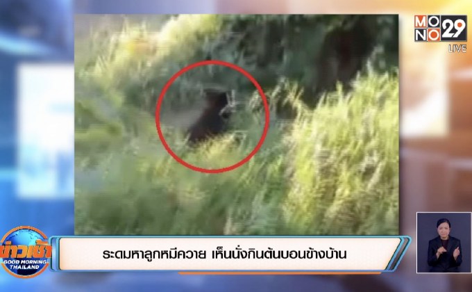 ระดมหาลูกหมีควาย เห็นนั่งกินต้นบอนข้างบ้าน