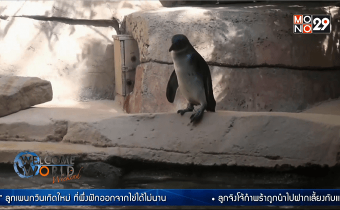 สวนสัตว์ดัลลัสเผยโฉมลูกเพนกวินเกิดใหม่