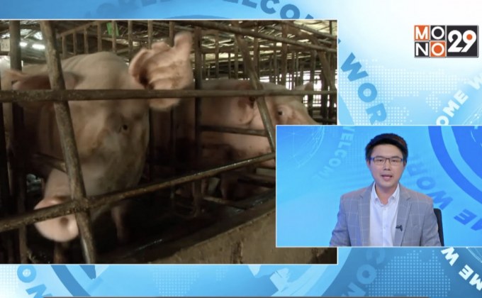 เฝ้าระวังโรคระบาดหมูพื้นที่ชายแดน จ.เชียงใหม่