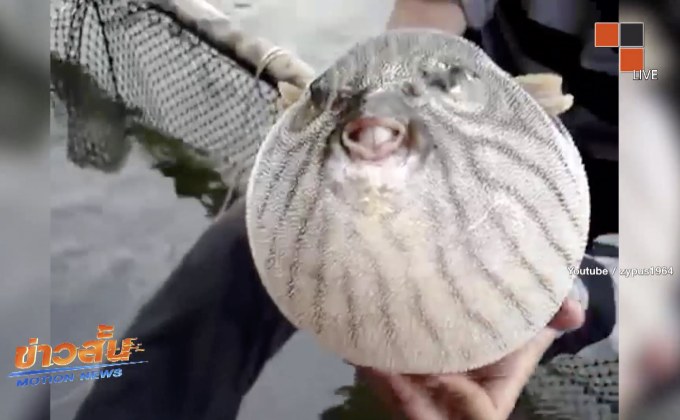 สธ.เตือน กินปลาปักเป้า ถึงตาย