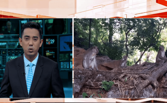 ลิงขาดแคลนอาหารจากภาวะภัยแล้ง