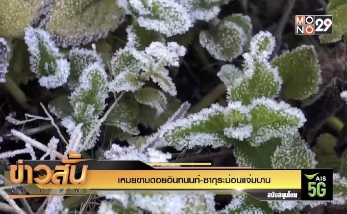 เหมยขาบดอยอินทนนท์-ซากุระม่อนแจ่มบาน