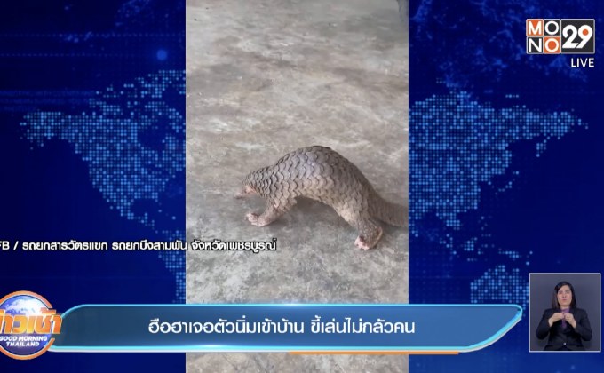 ฮือฮาเจอตัวนิ่มเข้าบ้าน ขี้เล่นไม่กลัวคน