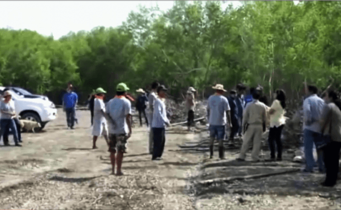 ป่าชายเลนสมุทรสาครเผชิญวิกฤติคราบน้ำมัน