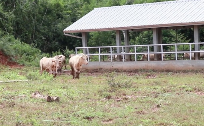 ศูนย์พัฒนาปศุสัตว์ตามพระราชดำริ พลิกชีวิตเกษตรกร