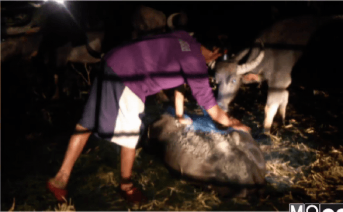 เกิดโรคระบาดในกระบือ จ.ปราจีนบุรี